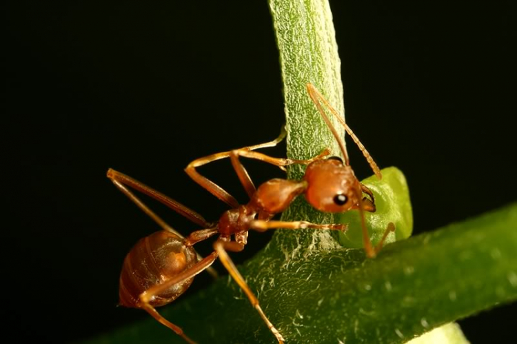 Macro côn trùng linh tinh !