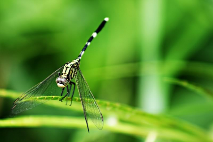 Macro côn trùng linh tinh !