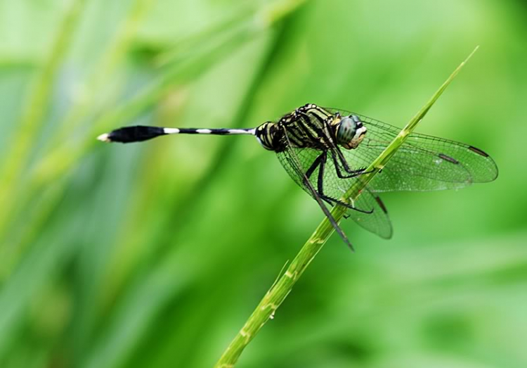 Macro côn trùng linh tinh !