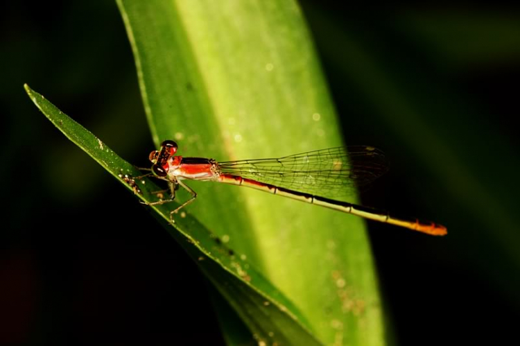 Macro côn trùng linh tinh !