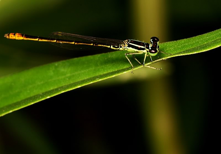 Macro côn trùng linh tinh !