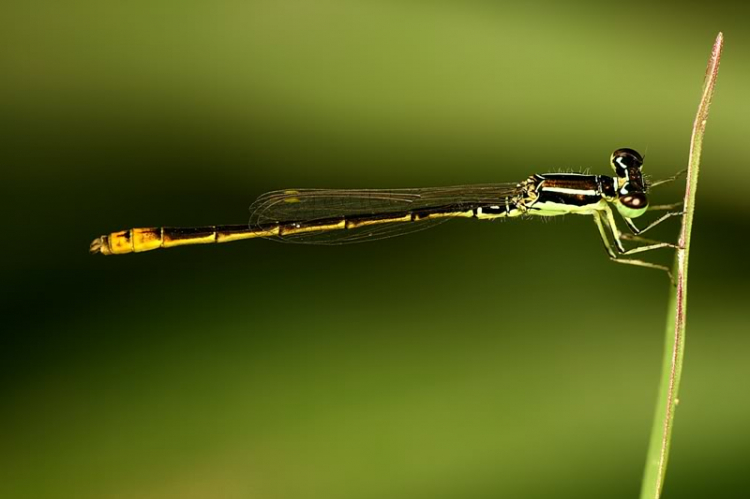 Macro côn trùng linh tinh !