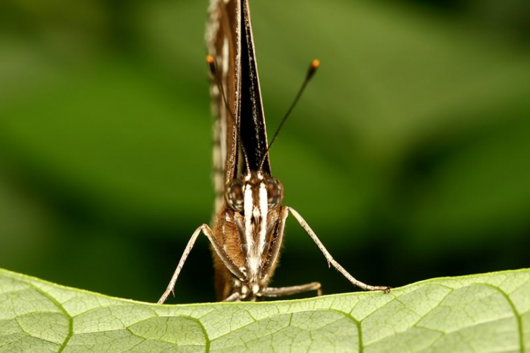 Macro côn trùng linh tinh !