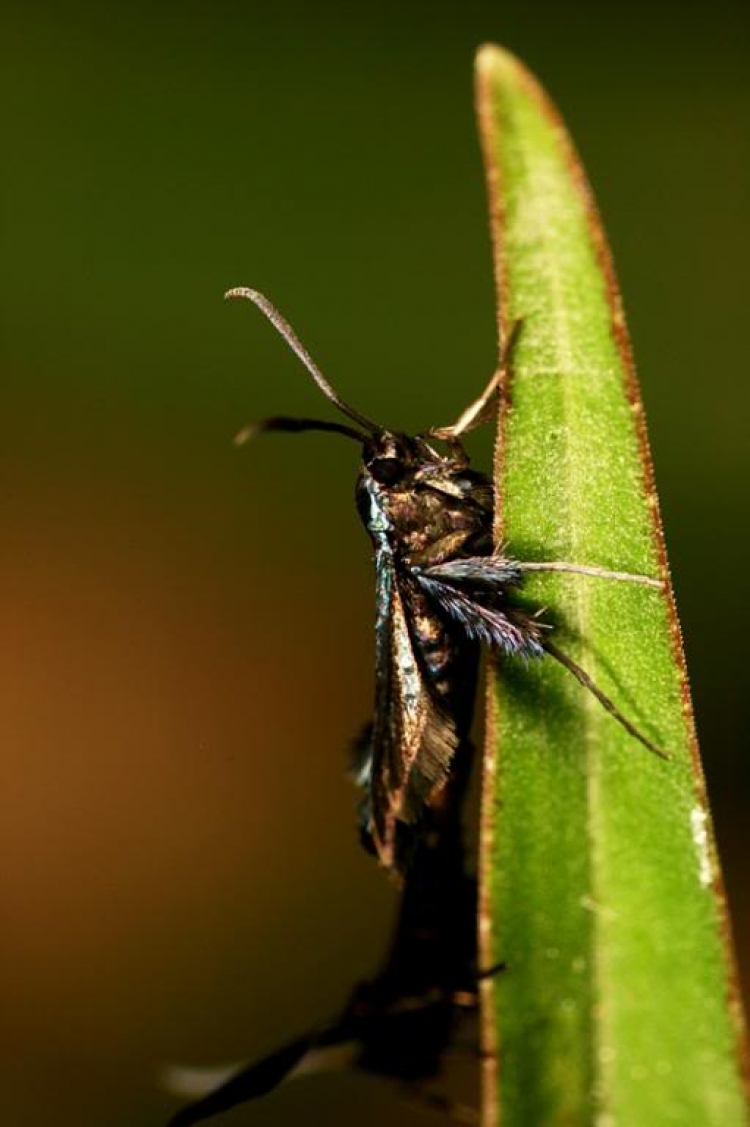 Macro côn trùng linh tinh !