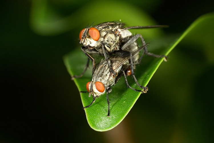 Macro côn trùng linh tinh !