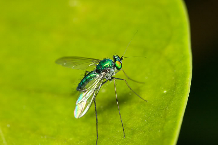 Macro côn trùng linh tinh ! Macro côn trùng linh tinh !