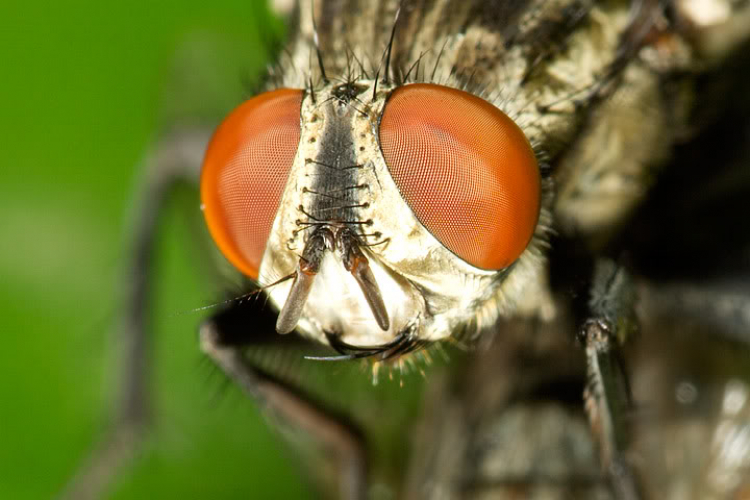 Macro côn trùng linh tinh !