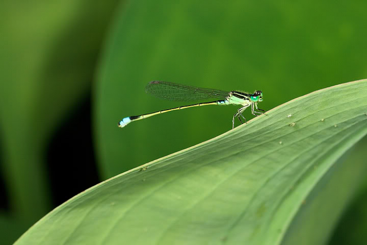 Macro côn trùng linh tinh !