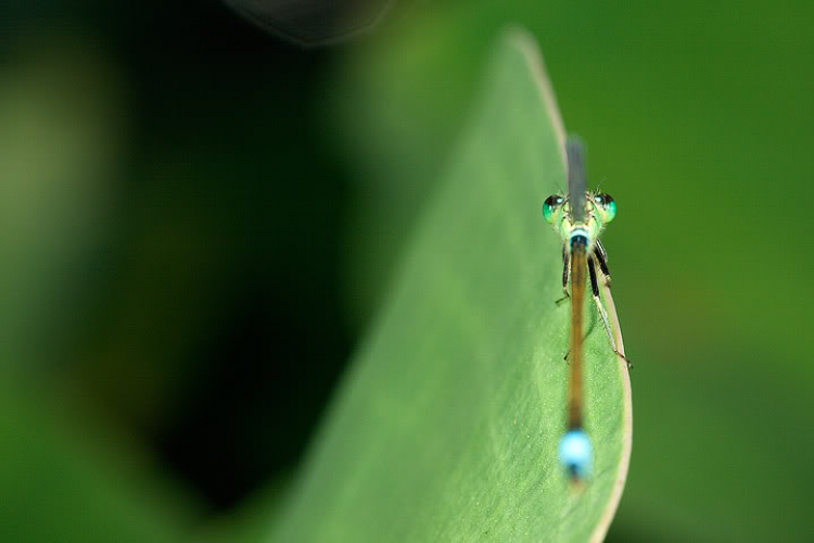 Macro côn trùng linh tinh !