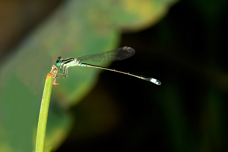 Macro côn trùng linh tinh !