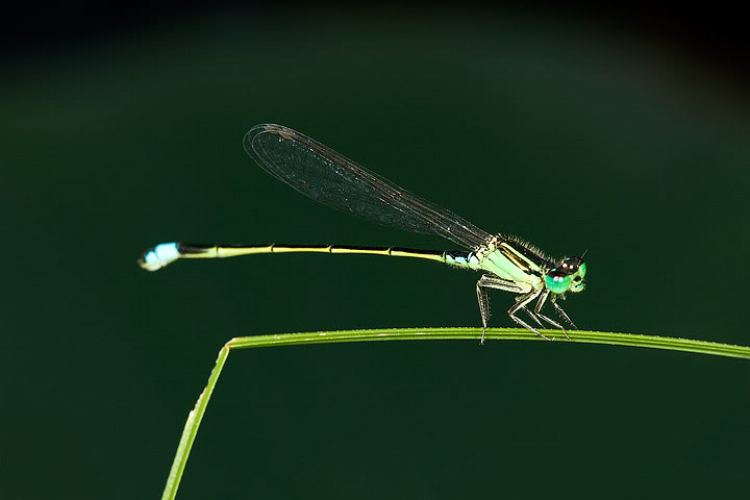 Macro côn trùng linh tinh !