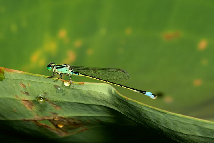 Macro côn trùng linh tinh !