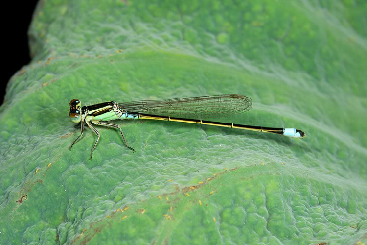 Macro côn trùng linh tinh ! Macro côn trùng linh tinh !