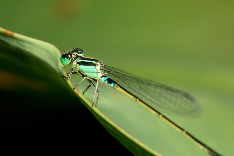 Macro côn trùng linh tinh !