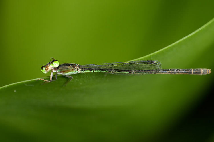 Macro côn trùng linh tinh !