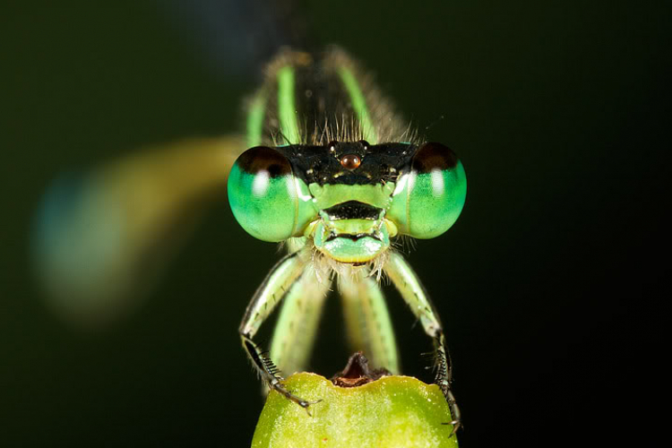 Macro côn trùng linh tinh !