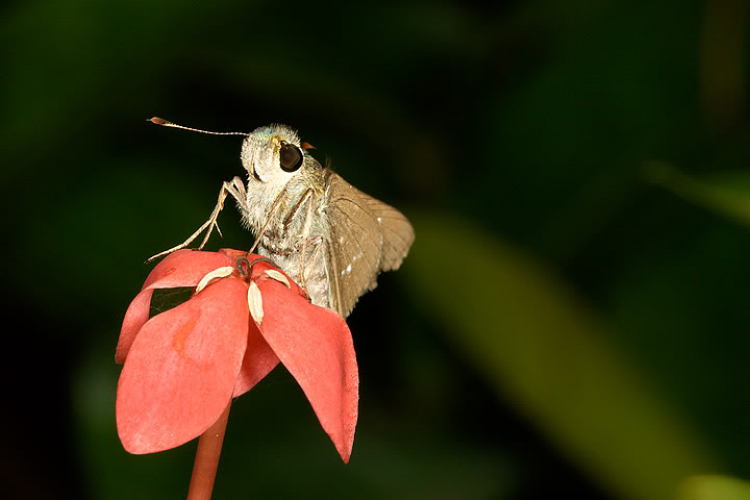 Macro côn trùng linh tinh !