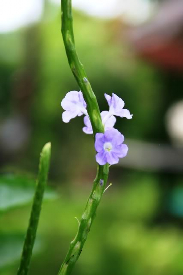 Cuối tuần chụp linh tinh. Cuối tuần chụp linh tinh.
