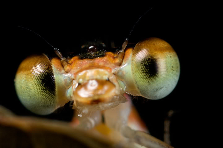 Macro côn trùng linh tinh !