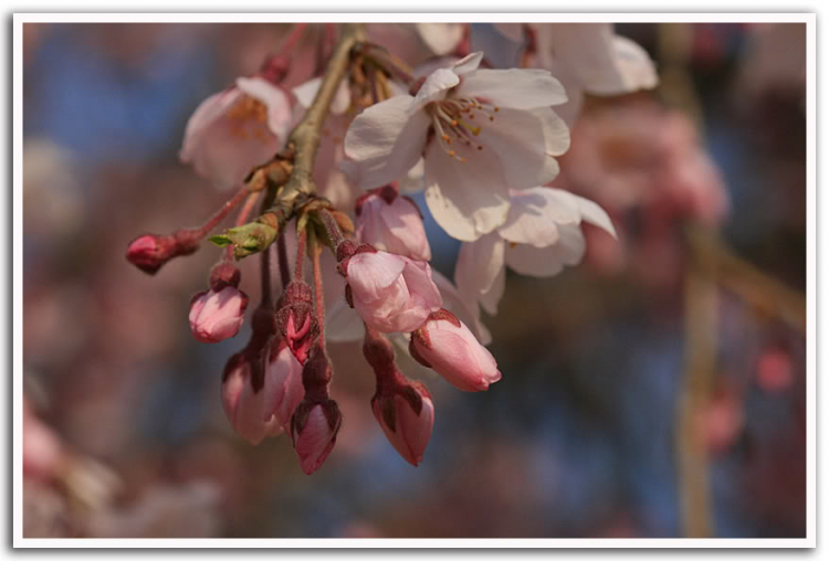 Panaroma & ... Panaroma & ...