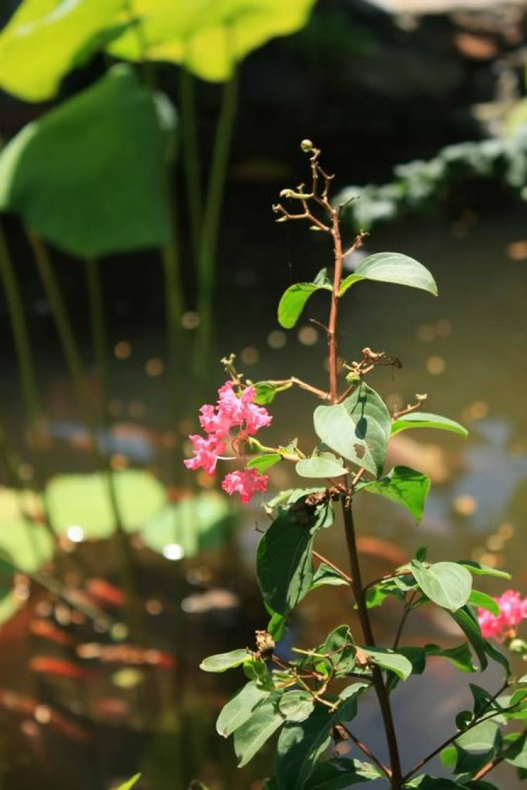 Hoa - Vẻ đẹp đến từ thiên nhiên...