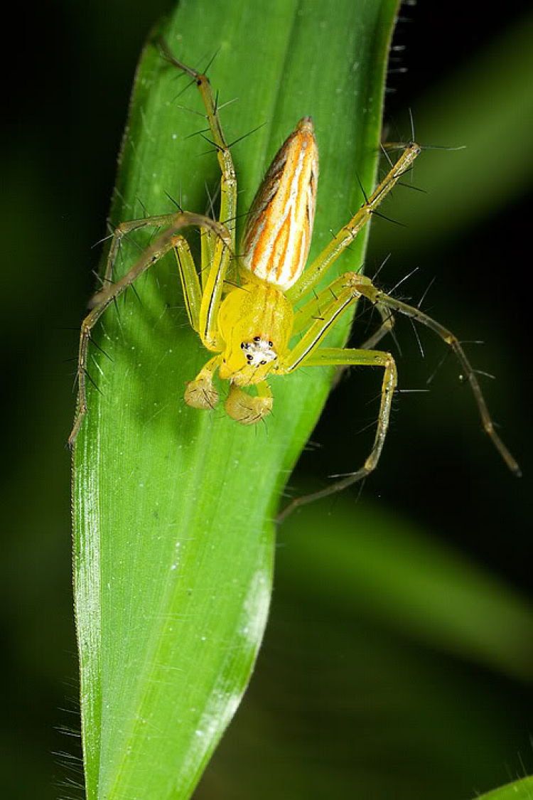 Series Nhện