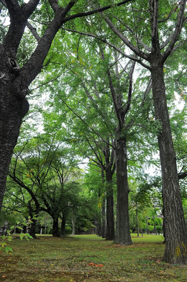 Lang thang trên xứ Phù Tang