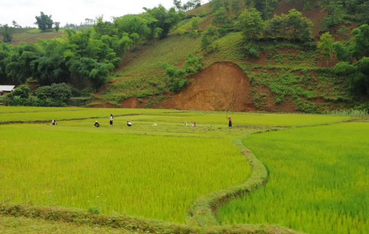 Em lại lang thang