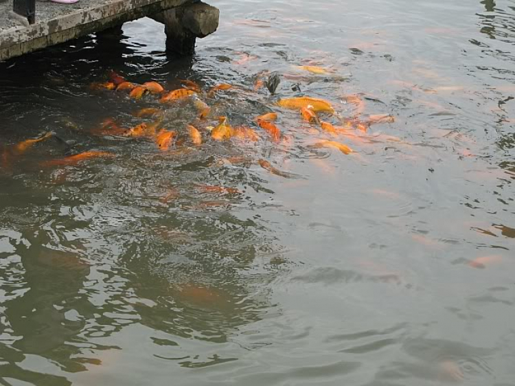 Hình ảnh buổi Off tại KDL Văn Thánh ngày 11/10/2009