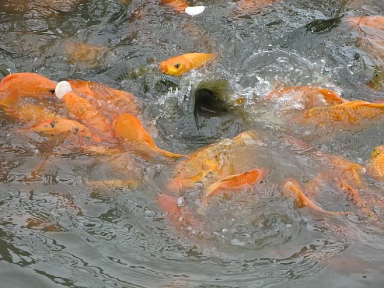 Hình ảnh buổi Off tại KDL Văn Thánh ngày 11/10/2009