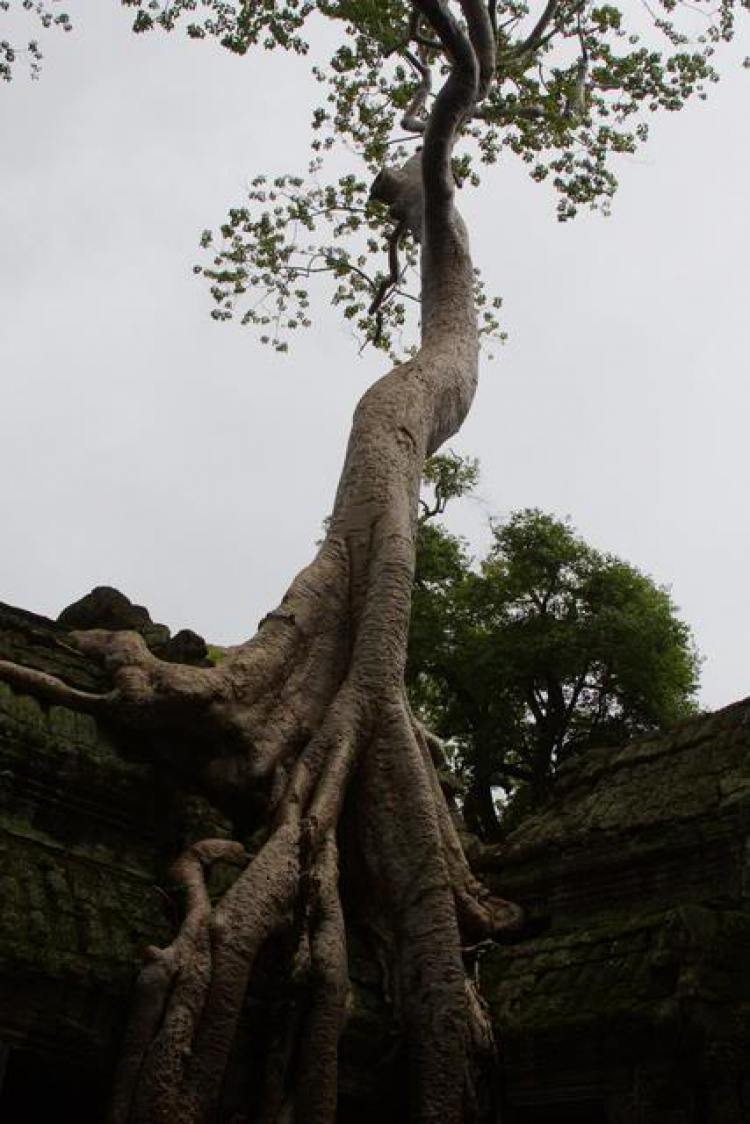 Angkor Kỳ vĩ