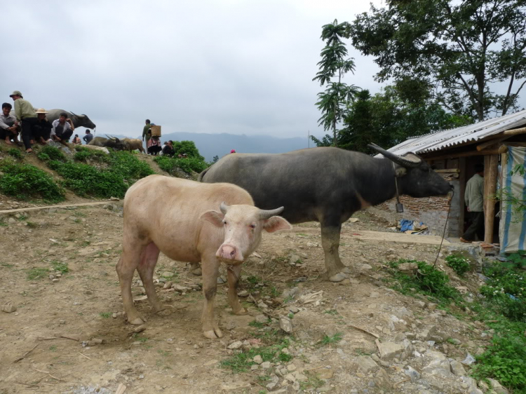 Hành trình đoàn Fansipan 09.10