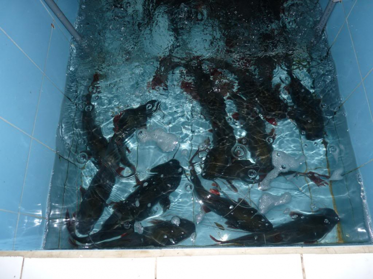31/10 & 1/11 Đi Xem Lễ Hội Đua Ghe Ngo Tại Sóc Trăng 2009