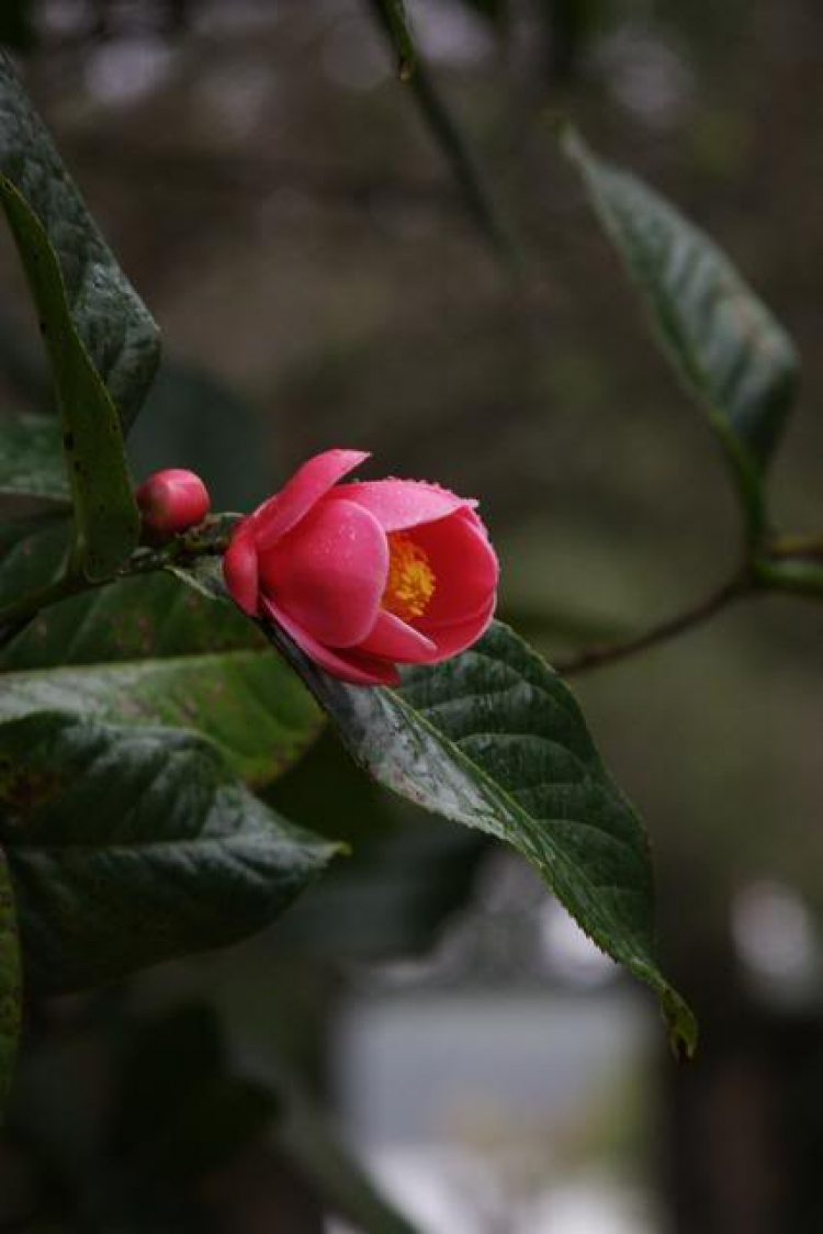 Trên đường lang thang tới Huế