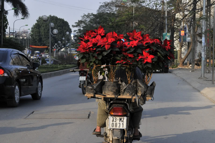 Lang thang, tản mạn ngày Tết