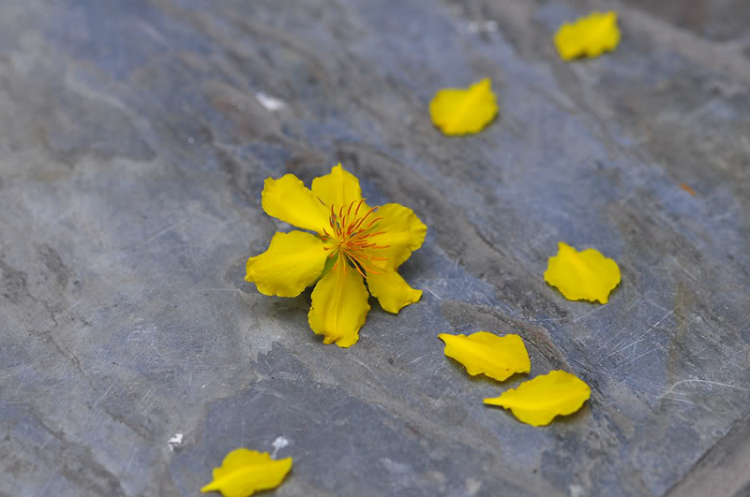 Lang thang, tản mạn ngày Tết