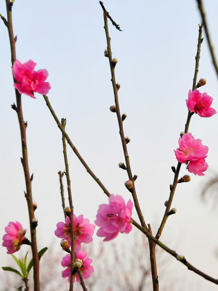 Lang thang, tản mạn ngày Tết