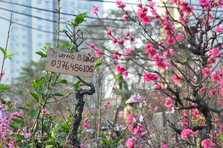 Lang thang, tản mạn ngày Tết