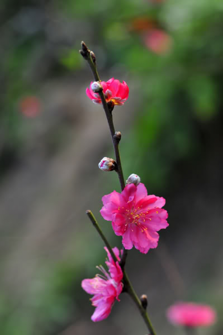 Lang thang, tản mạn ngày Tết