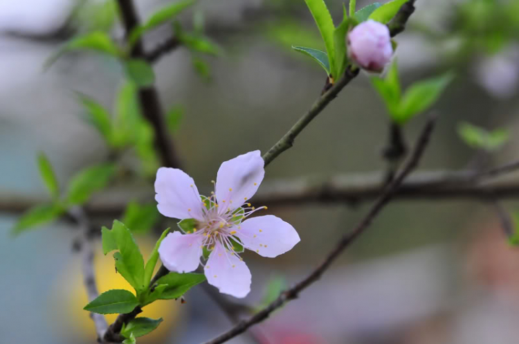 Lang thang, tản mạn ngày Tết