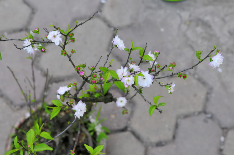 Lang thang, tản mạn ngày Tết