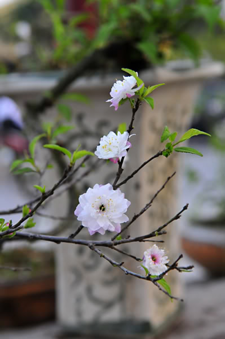 Lang thang, tản mạn ngày Tết