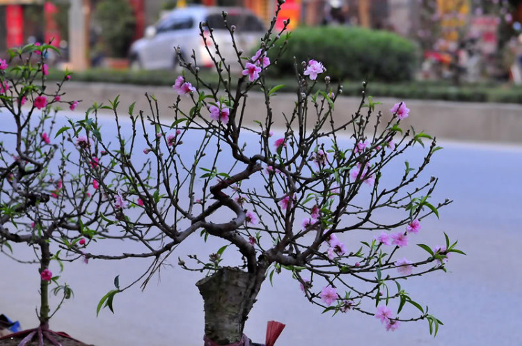 Lang thang, tản mạn ngày Tết