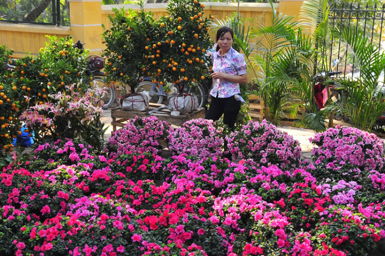 Lang thang, tản mạn ngày Tết