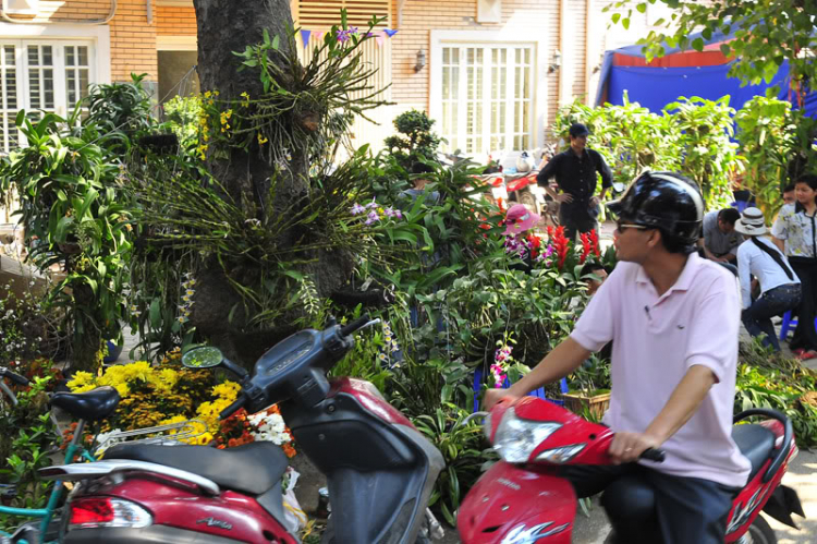 Lang thang, tản mạn ngày Tết