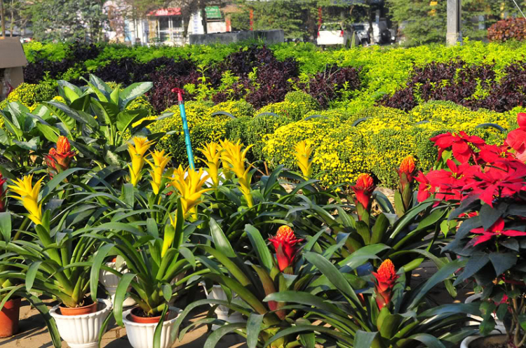 Lang thang, tản mạn ngày Tết