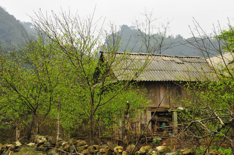 Lang thang, tản mạn ngày Tết