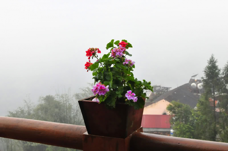 Lang thang, tản mạn ngày Tết