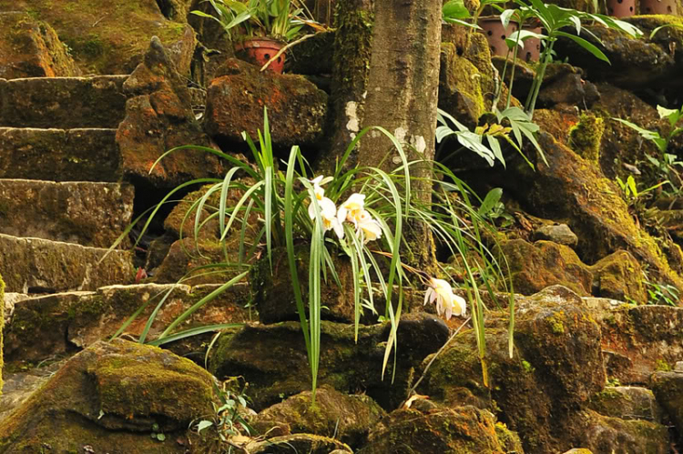 Lang thang, tản mạn ngày Tết