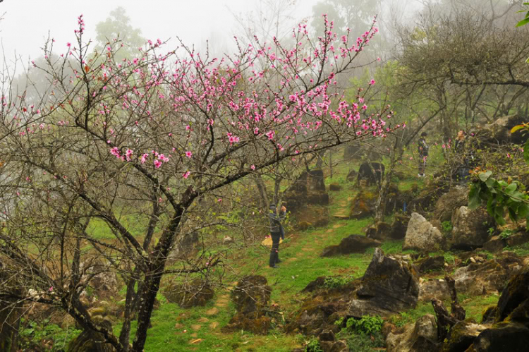 Lang thang, tản mạn ngày Tết